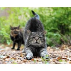 Warrior Cats Quiz: Who Is Your Mate? - ProProfs Quiz