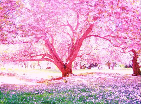Anime landscape spring cherry blossom sakura bloom trees path Anime  HD wallpaper  Peakpx
