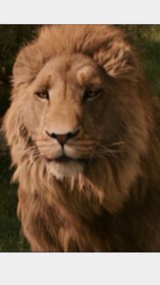 Aslan ~ Everything You Need to Know with Photos