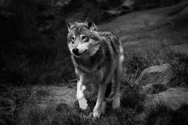 Which Wolf Pack Rank are you? (Alpha, Beta, and Omega - Quiz | Quotev