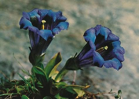 Extroverted Flower What pixie hollow fairy are you? - Quiz | Quotev
