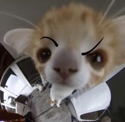 What cat are you? Quiz Quotev