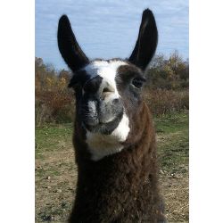 save the drama for your llama twaimz