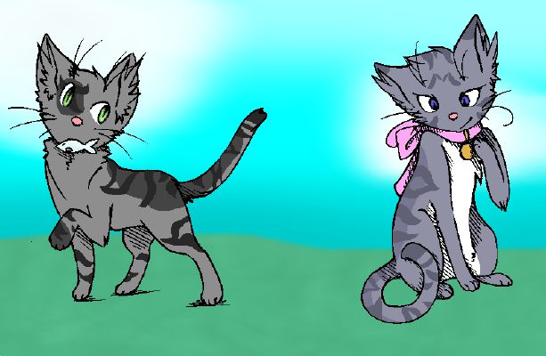 Ashfur the Kittypet