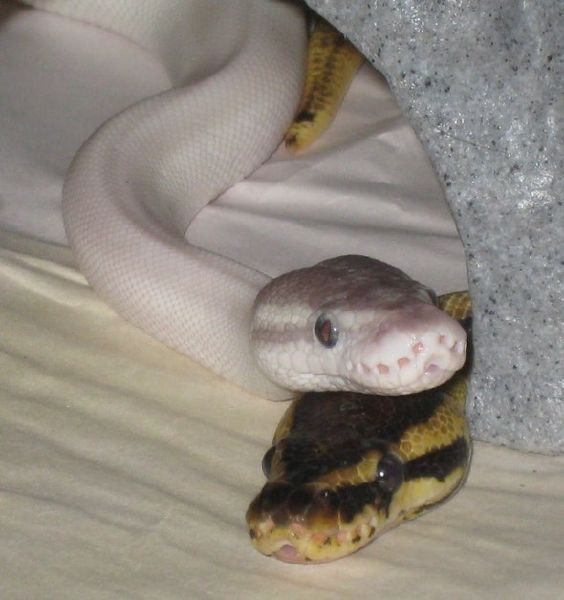 What Cute Reptile Are You? Quiz Quotev