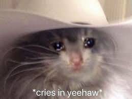 Crying Cat Meme Random Of Random