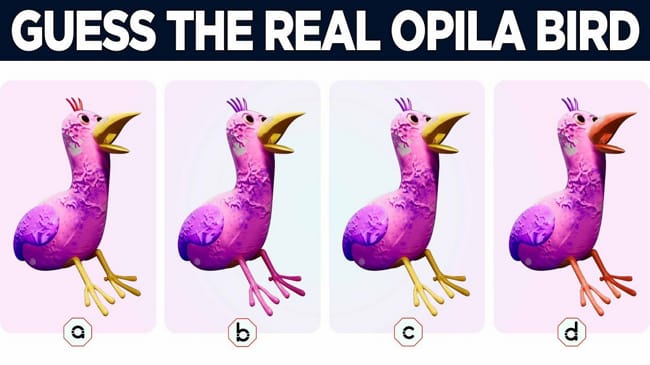 Ultimate opila quiz!! - Test