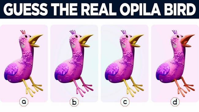 😅Try again , Opila Bird Vs Blue 