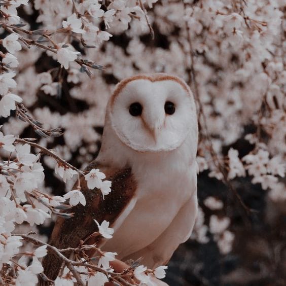 What Owl Are You? Quiz Quotev