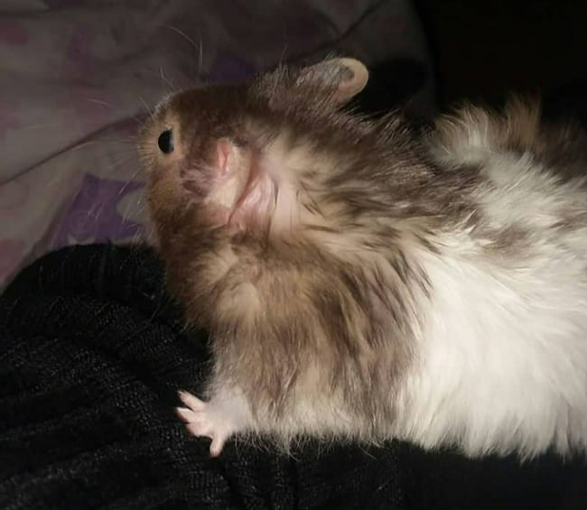 Are you a good hamster owner?(hard) Test Quotev