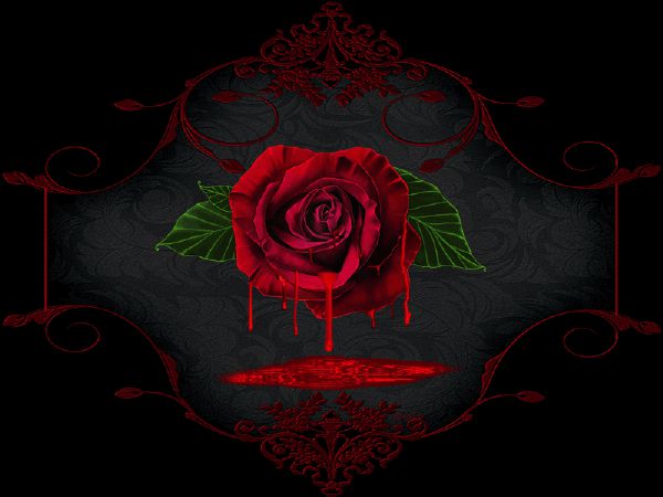 Rose gif box net. Кроваво красные розы. Кровавая роза на черном фоне.