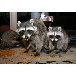Raccoons Stories | Quotev