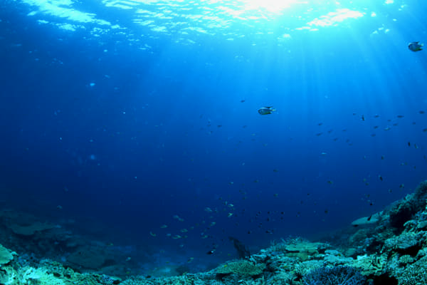 Create Your Mermaid House - Quiz | Quotev