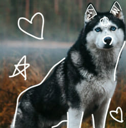 How Much Do You Know About Therians Test Quotev