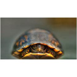 Innie vs. Outie - Quiz | Quotev