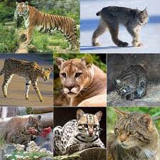 What Is The Most Popular Animal? - Survey 