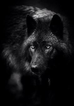 What is your wolf aesthetic - Quiz | Quotev