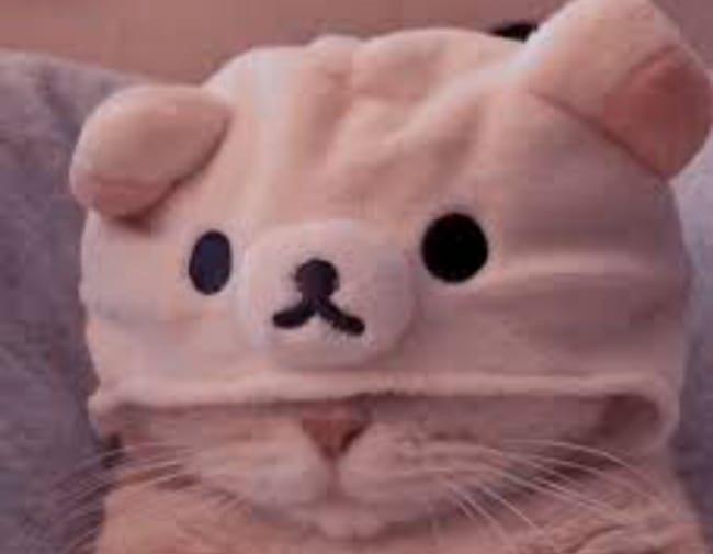 Life as a Kittypet in Warrior Cats Quiz Quotev