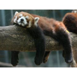 How well does you know red pandas? - Test | Quotev