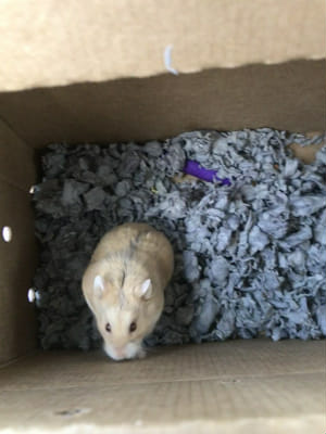 My new hamster!