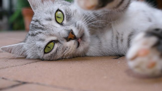 Create A Warrior Cat Character Survey Quotev
