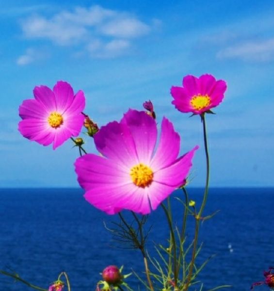 What flower are you? Quiz Quotev