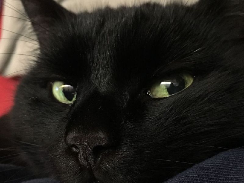 Черная кошка 11. Черная кошка. Черные коты. Недовольный черный кот. Черная кошка с зелеными глазами.