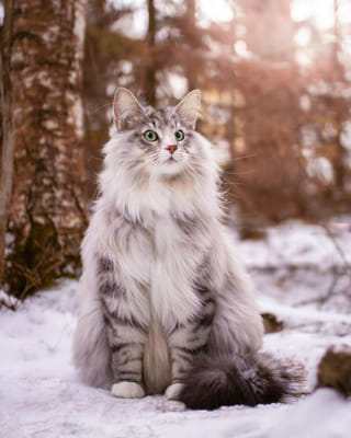 Create your ideal pet kitten to get a rare aesthetic - Quiz | Quotev