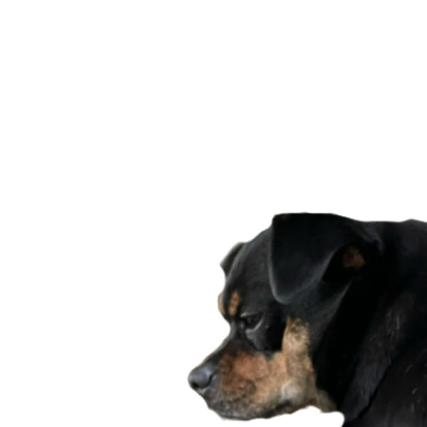 What dog are you? Quiz Quotev