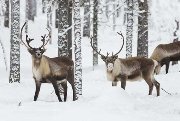 What Mythical Deer Are You? - Quiz