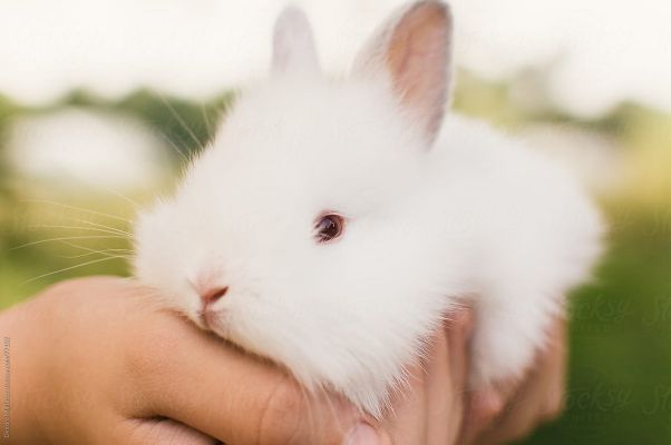 another fluffy, white bunny | cute animals (mostly bunnies) | Quotev