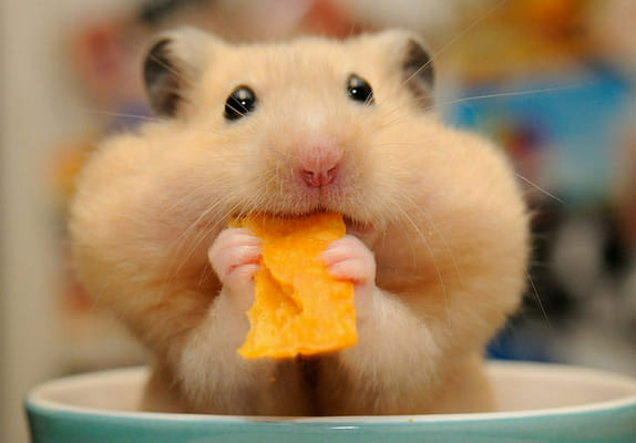 gund hamster