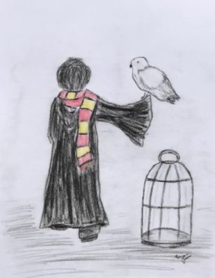 Snowy Owl Harry Potter Drawings - Free Transparent PNG Download - PNGkey