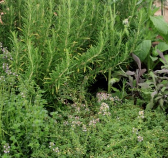 How Well do You Know Medicine Cat Herbs? Test Quotev