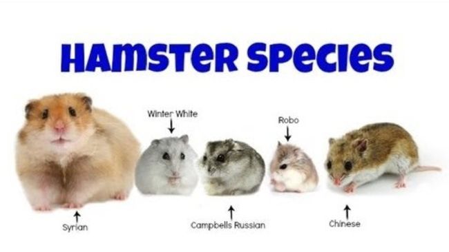 Hamster Breeds List