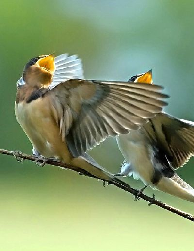 I can sing like a bird. Мем про пение птиц. Why do Birds Sing 7 класс. Sing Birds are shown.