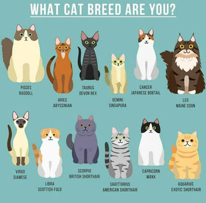 What Zodiac Sign Is Your CAT? - Quiz | Quotev