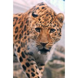 What Big Cat are you? - Quiz | Quotev