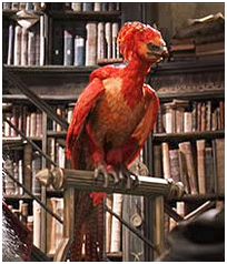 How well do you know Fawkes the Phoenix? - Test | Quotev