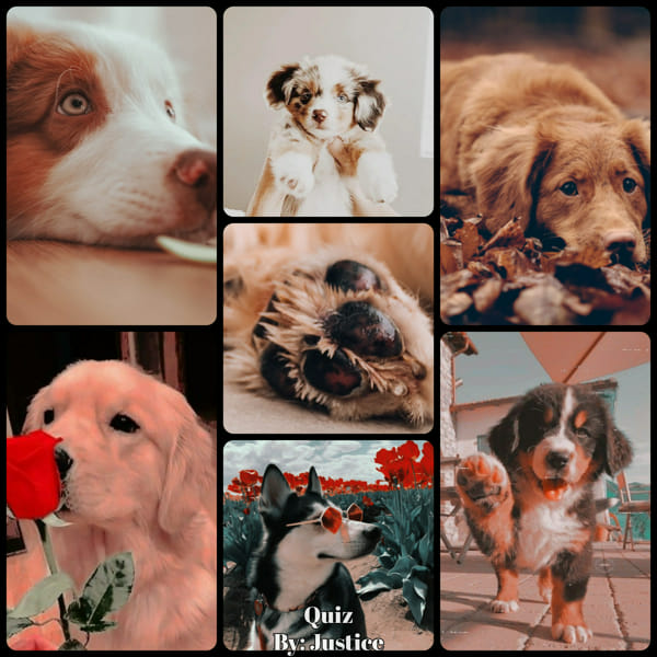 𝐃𝐨𝐠 𝐁𝐫𝐞𝐞𝐝𝐬 𝐐𝐮𝐢𝐳 Test Quotev