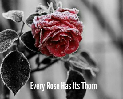 every rose has its stone