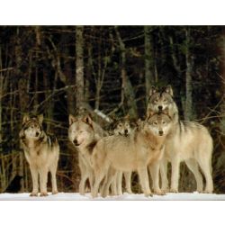 Alpha, Wolf Packs & Therians