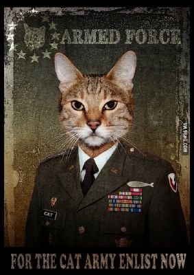 cringe.kitty the army is coming…