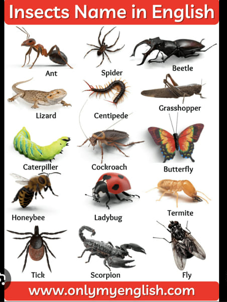 what insect r yu - Quiz | Quotev