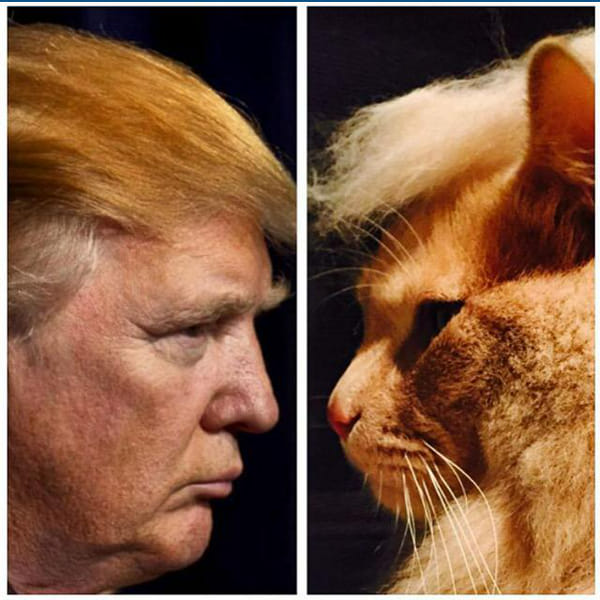 Bad Kitty -Donald Trump Origin