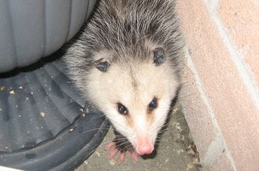 Which Slightly Cursed Opossum Image Are You? - Quiz 