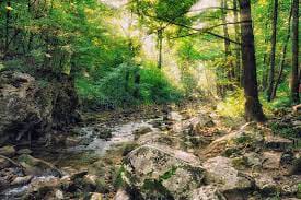 How well do you know Warrior cats? - Test | Quotev