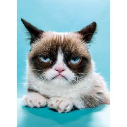 Is Your Pet Secretly Plotting To Kill You? - Quiz | Quotev