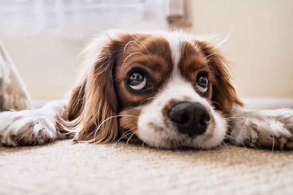 Your perfect dog sales quiz