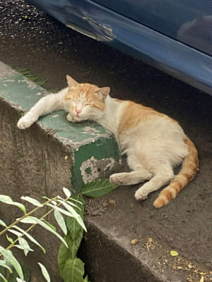 Which Brooklyn 99 Character Are You? - Quiz | Quotev